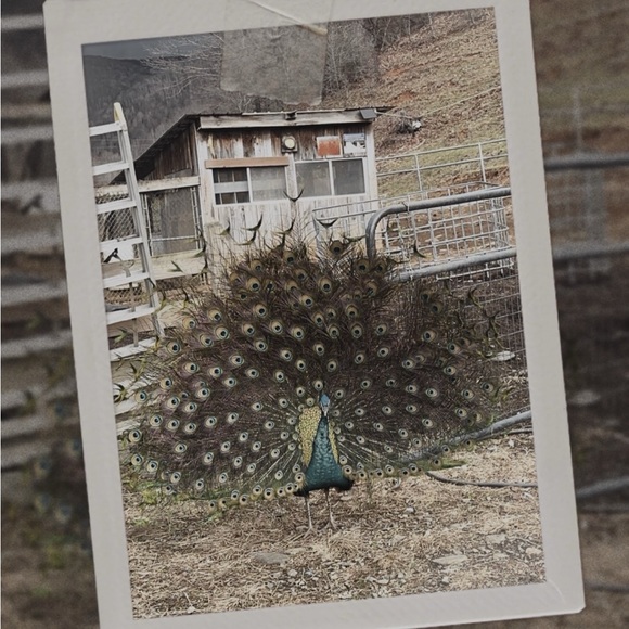 Meet your Posher, Mandi - Picture 9 of 16